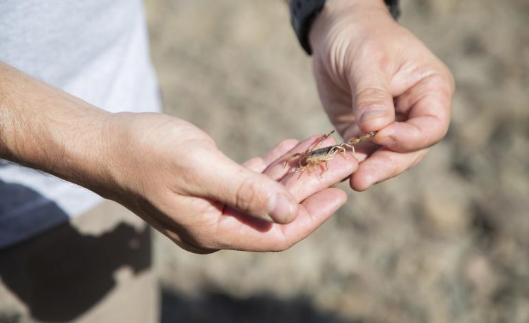 Descubren nuevas especies de escorpiones en Reserva La Chimba