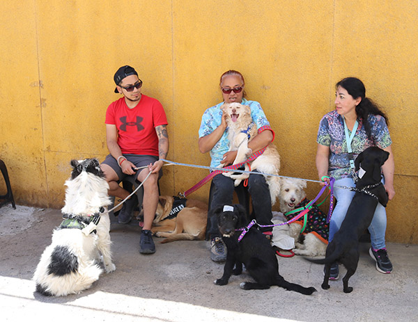 Minera El Abra realiza esterilización de 227 perros en la Región de Antofagasta